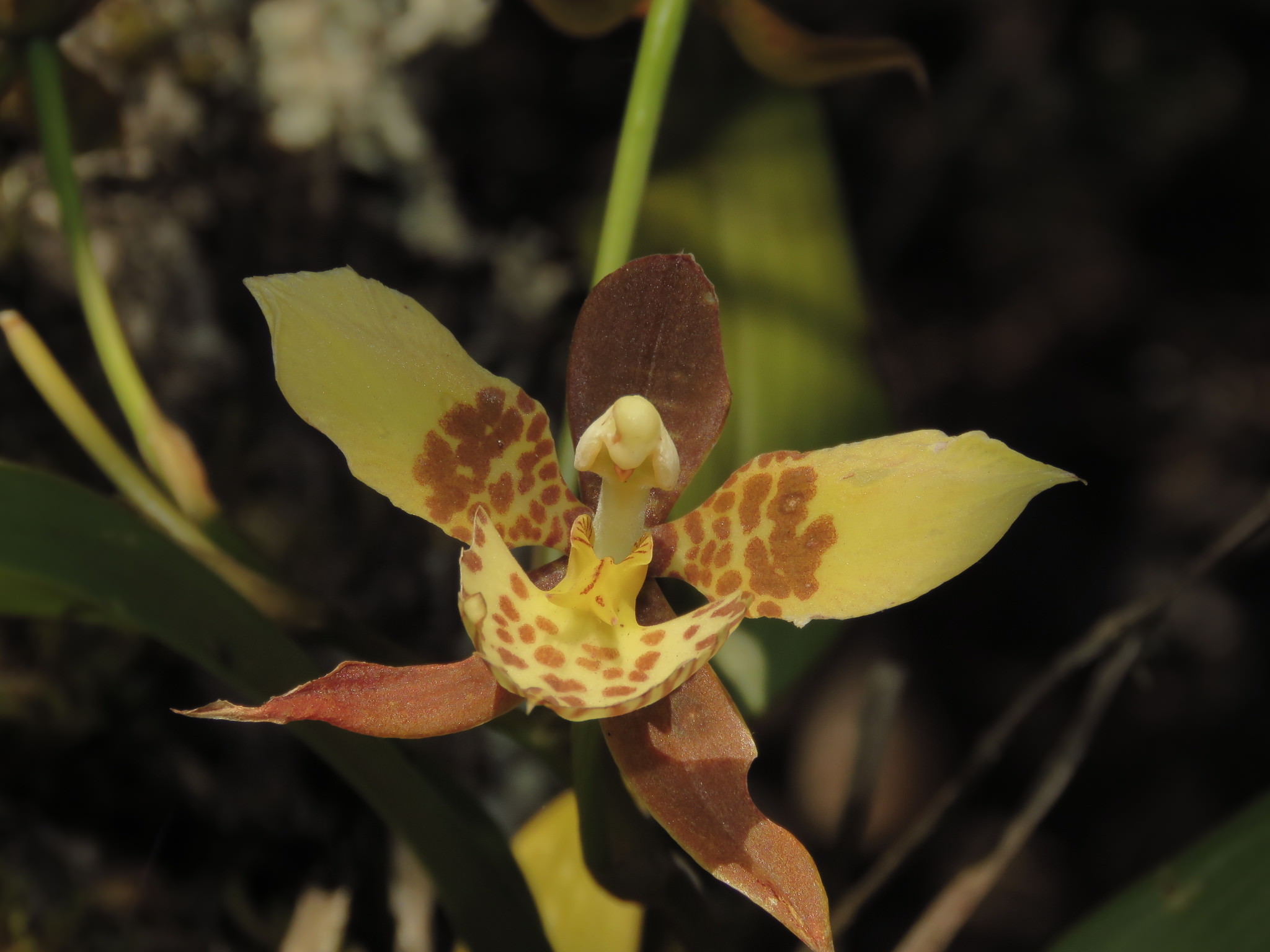 Rhynchostele maculata
